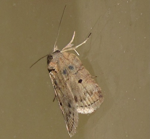 Nycteola revayana (Nolidae)